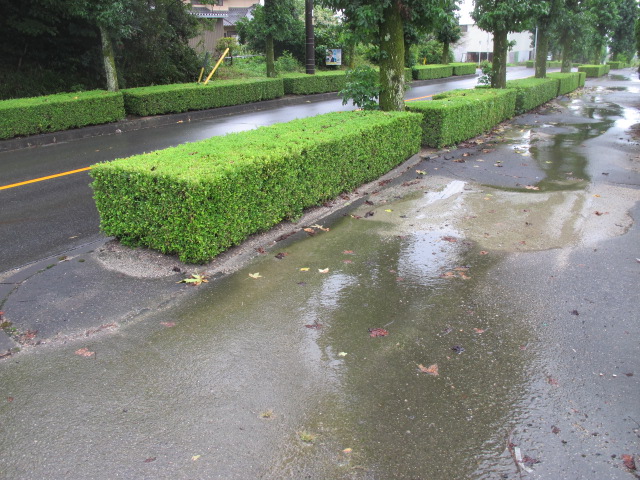 長雨