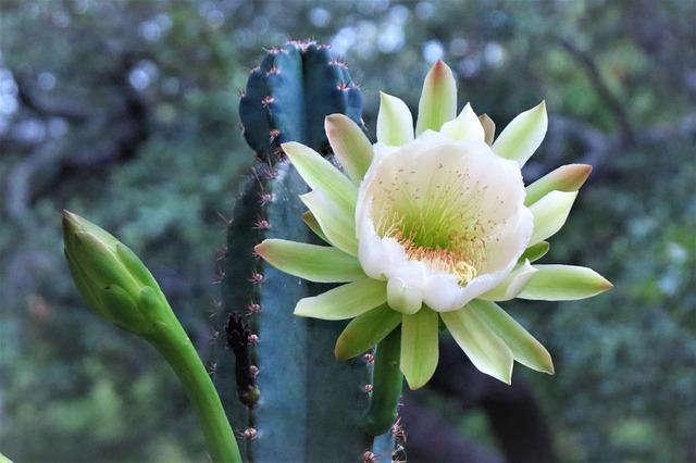 サボテンの花