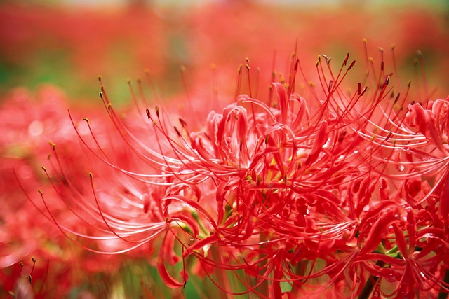 彼岸花　開花