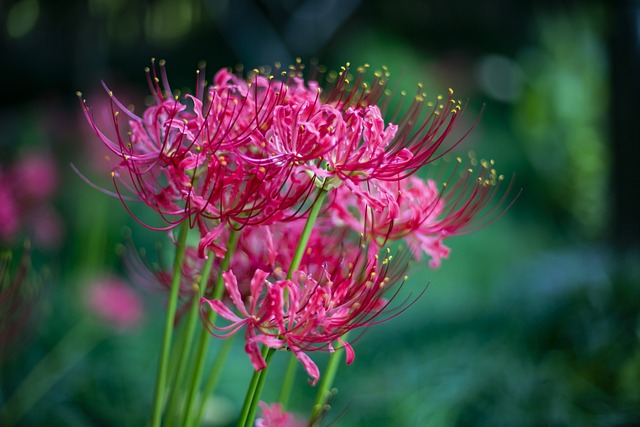 彼岸花の開花