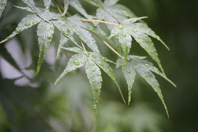 秋雨