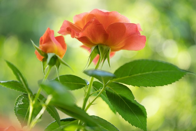 バラの花が咲く気温