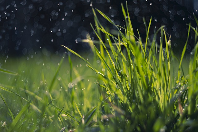 雨は植物を活性化させる